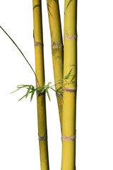 Gold Green stems bamboo isolated on white background