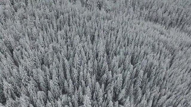 Aerial footage of a white frosty and snowy pine forest in the winter.