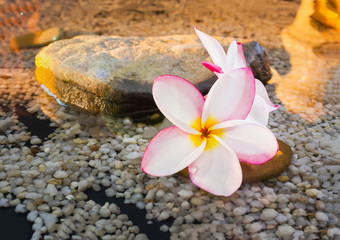 Fototapeta na wymiar plumeria or frangipani on water and pebble rock