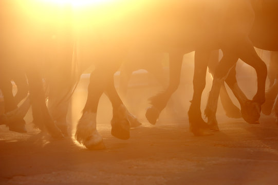 Horse's legs