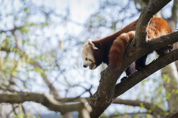 Panda roux dans un arbre