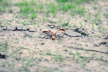 dry ground,land, surface