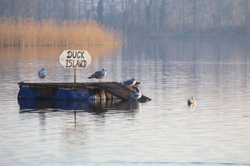 Duck island inhabitated by herring gulls (Larus argentatus) and black headed gulls (Chroicocephalus ridibundus)