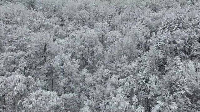 Aerial footage of a white frosty and snowy forest in the middle of the winter.