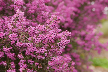 ジャノメエリカ