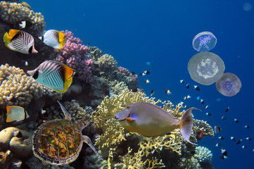 Fototapeta na wymiar Colorful coral reef with many fishes and sea turtle. Red Sea