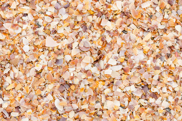 shell background on a sand beach