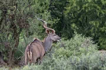 Kudu bull browsing