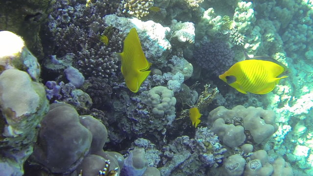 Couple of Butterflyfish swims together at a cay in the Red Sea (1080p, 25 fps, GoPro 3 Black  Edition)