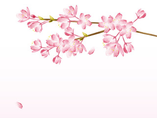 Fototapeta na wymiar Spring Cherry blossoms 