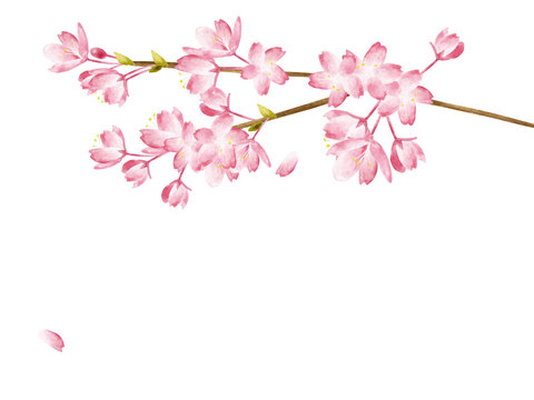 Spring Cherry blossoms 