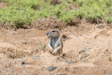 Naklejka na ściany i meble Ground squirrel peeping out from its den
