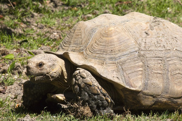 Fototapeta premium animal 2492 / Plano medio de una tortuga de tierra comiendo hierba.