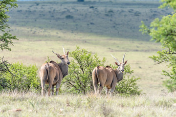 Two common eland