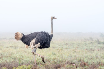 Ostrich running in the mist