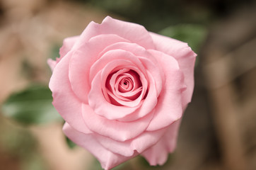 pink rose vintage