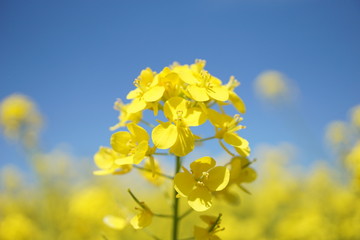 菜の花