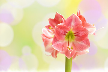 Pink amaryllis on a colorful spring background