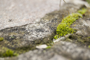 Green Moss on Green