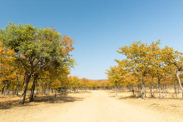 Africa in Autumn