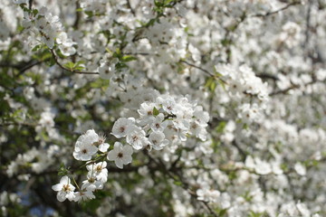 Цветущее плодовое дерево