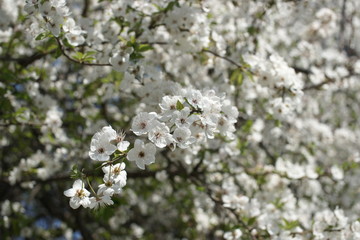 Obraz premium Цветущее плодовое дерево