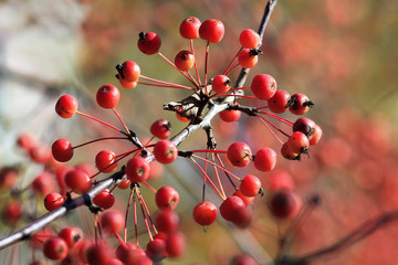 small ripe red apples are ripe in autumn Park