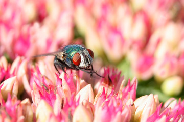 little black fly on the pink flowers in the garden in the summer