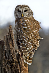 Fototapeta premium Barred Owl (Strix varia)
