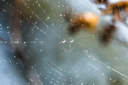 Drops of dew on a spider web