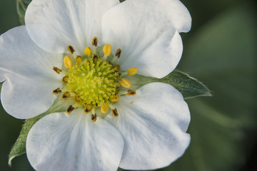 Strawberry Blossom
