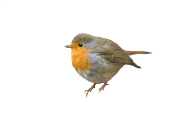 little bird the Robin redbreast sits pouting on an isolated white background