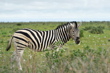Zebra in Etosha, Namibia