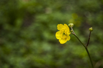 Macro Yellow Flowers on right