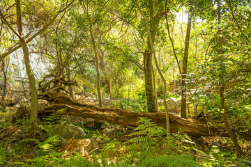 African Jungle Landscape