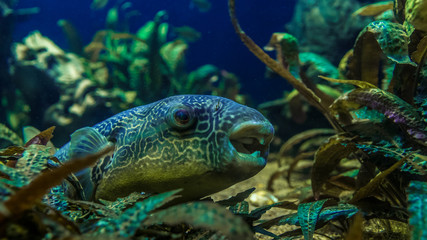 Goldringel-Kugelfisch