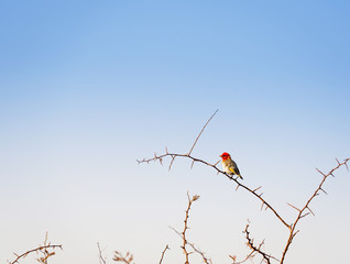 Bird in Botswana Africa