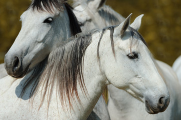 Two camargue horses