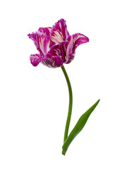purple fringed tulip