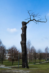 Stare dęby w parku © Senatorek