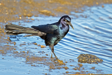 Male Boat-tailed Grackle walking in the Marsh