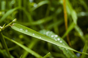 Morning Dews on Grass Minimal