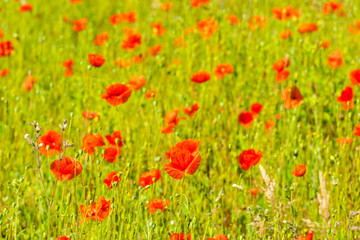 Red poppies in a summer meadow on sunny day
