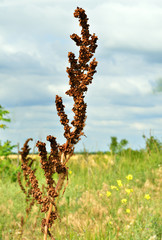 Sorrel horse on a green background. Rumex acetosa