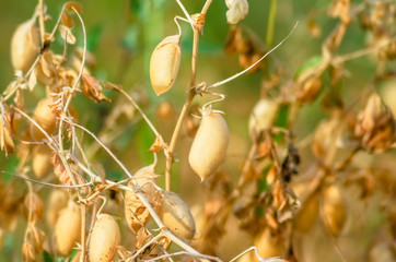 Obraz premium Ripe beans growing