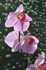 a pink orchid after rain
