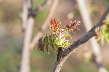 currant bud blossoms