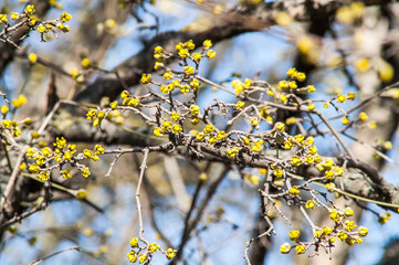 apricot flower bud