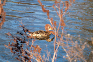 Duck on the water at sunset