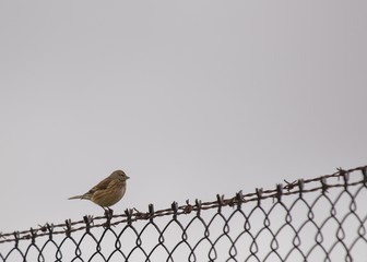 Common Linnet (Carduelis cannabina)